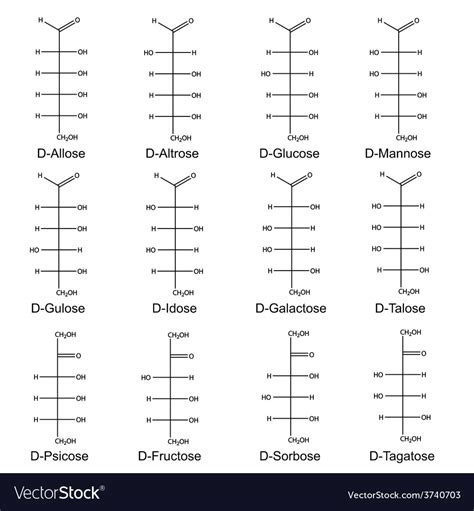 Structural Formulas Main Monosaccharides Vector Image