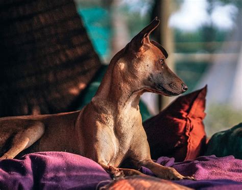 phoenix hotels that allow pets 4