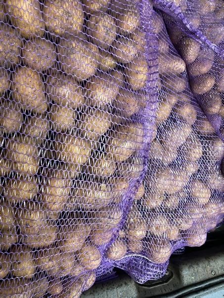 Здравствуйте, продам картошку на зиму, сорта гала, аризона, коломба ...