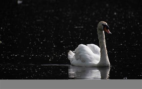 RIP Reggie and Wallace: Bird flu fears as two swans die on Hampstead
