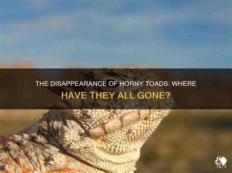 The Disappearance Of Horny Toads Where Have They All Gone PetShun