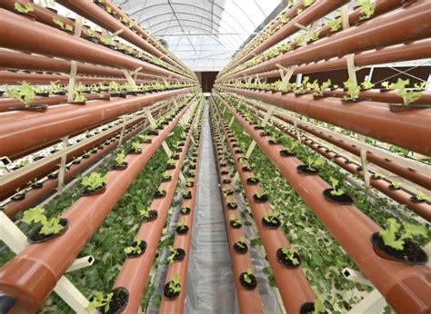 Chinese Youths Grow Vegetables Inside Containers For World Cup In Qatar