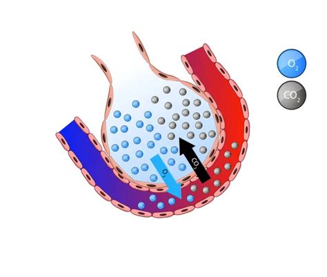 Alveolus In Lung Gas Exchange Pulmonary Alveolus Alveoli And