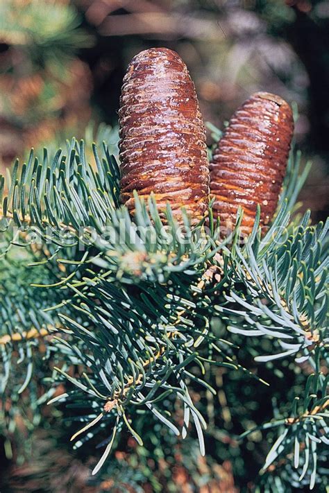 Abies concolor 'Glauca' – White Fir – Buy seeds at rarepalmseeds.com