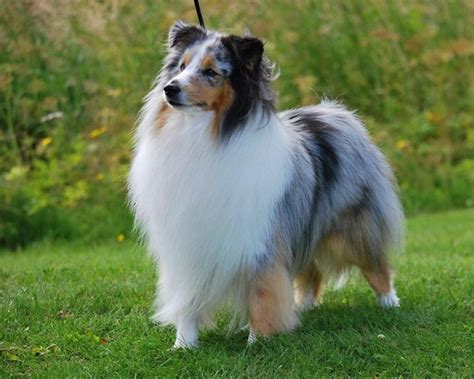 dog breeds   longest life spans tail  fur