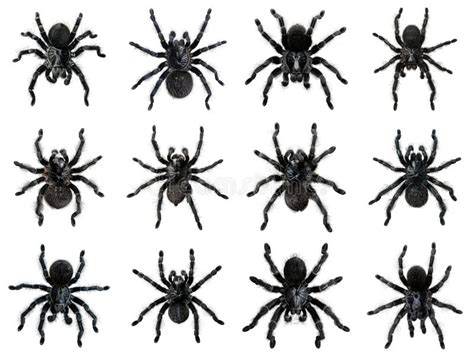 Twelve Black Tarantulas In Dorsal View Stock Illustration