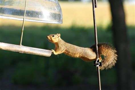 11 Proven Ways How To Keep Squirrels Off Bird Feeders Into Yard