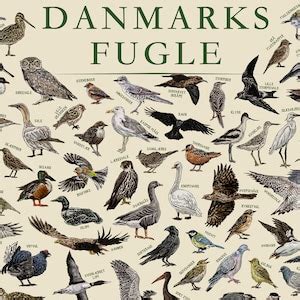 The Birds Of Denmark Danmarks Fugle Hand Illustrated Swedish
