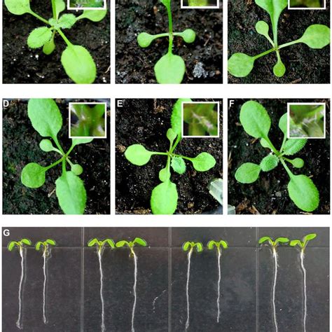 Phenotypes Of Transgenic Arabidopsis Plants Expressing Oscle A