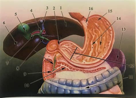 Stomach Liver Duodenum Flatboard Model Diagram Quizlet