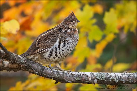 Photo Male Ruffed Grouse Perched On Tree Branch Against Fall Colours