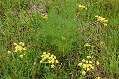Lomatium bradshawii - Burke Herbarium Image Collection