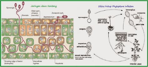 Biologi Siklus Hidup Oomycota Jamur Air Welcome To My Blog