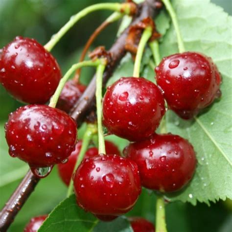 Рассада цветов и овощей. — И.П. Харченко. Тепличный комплекс в Подмосковье.