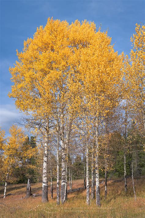 Aspens Grand Teton National Park Alan Majchrowicz