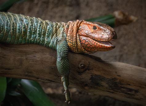 caiman lizard los angeles zoo  botanical gardens