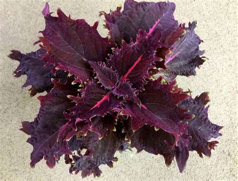 Колеус Centurion (0,1л) - Завод ФЛОРА