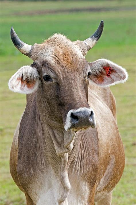 Brown Swiss Cow Photograph By Tony Camachoscience Photo Library Pixels