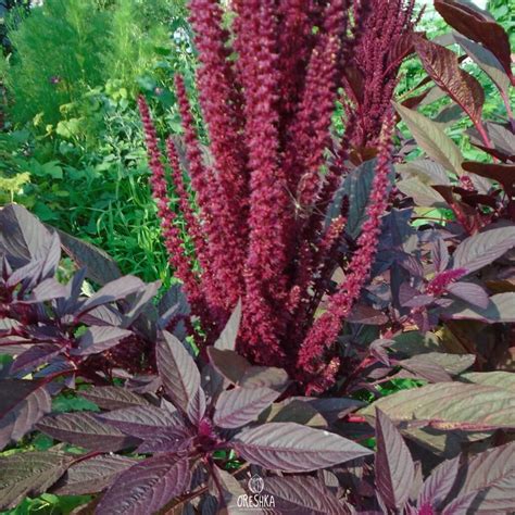Амарантус (много фото) - treepics.ru