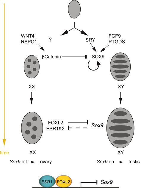Somatic Sex Reprogramming Of Adult Ovaries To Testes By FOXL Ablation Cell