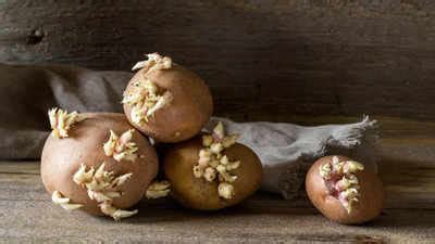 Are Sprouted Potatoes Safe To Eat Nutritional Value Risks And