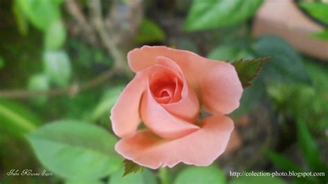 bunga mawar merah muda photo story