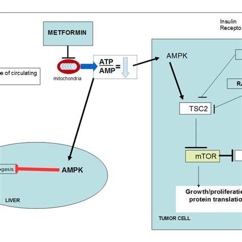 Mechanism Of Action Of Metformin Decreases Mitochondrial Complex I