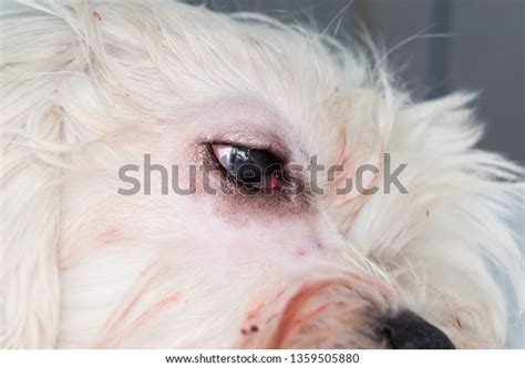 Eye Dog After Cherry Eye Surgery Stock Photo (Edit Now) 1359505880