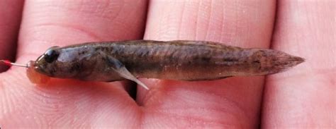 Naked Goby Mexican Fish