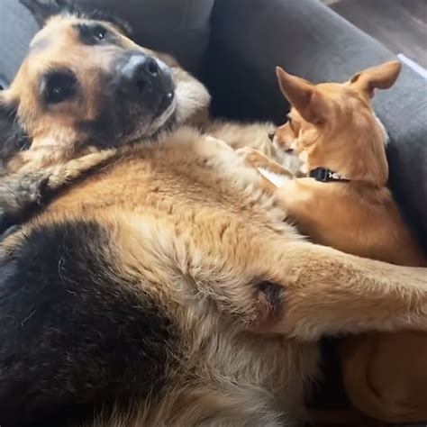 150 Pound German Shepherd Is Rescued From The Shelter And Loses 50