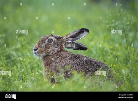 Sitting Hare Side Profile Hi Res Stock Photography And Images Alamy
