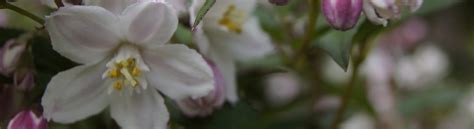 Deutzia Purpurascens Kalmiiflora Greenseasons