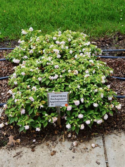 Impatiens Rockapulco Appleblossom Improved Truck Crops Trial Garden