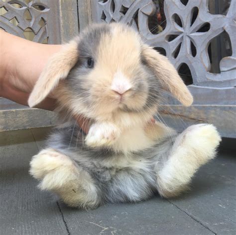Harlequin Holland Lop | Cute bunny pictures, Cute baby animals, Pet ...
