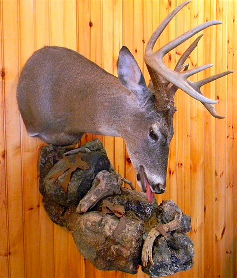 Deer Whitetail Shoulder Mounts Walldeer Shoulder Mountsdeer Taxidermy