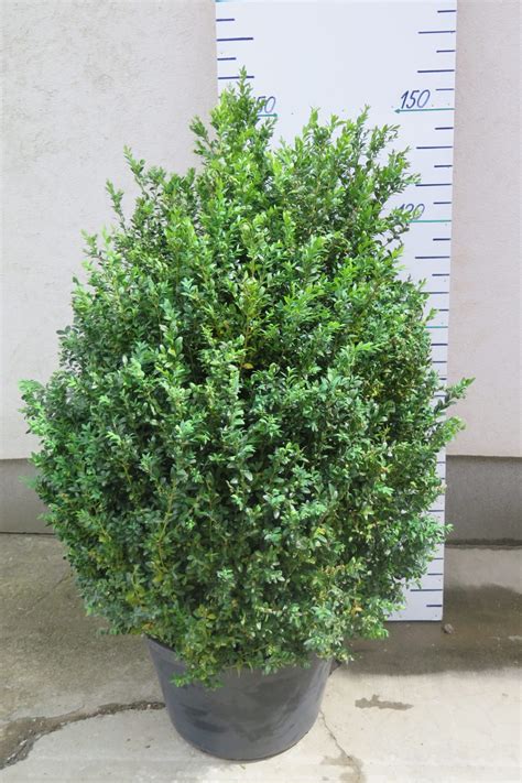 BUXUS SEMPERVIRENS 160 CM - Půjčovna rostlin Barrandov
