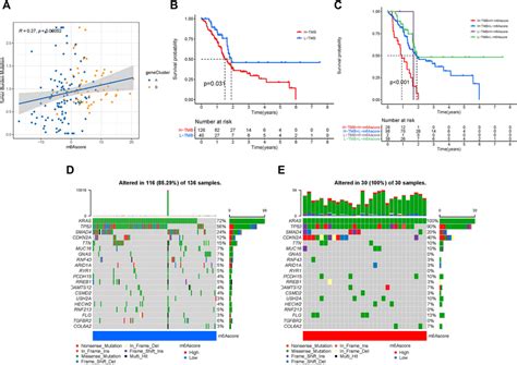 Characteristics of m6A modification patterns in tumor somatic mutation ... 