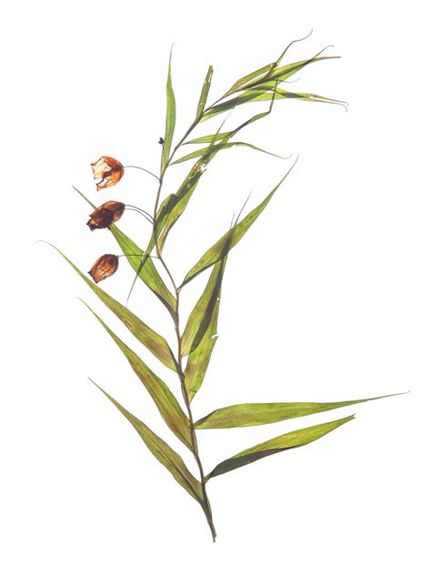 Herbarium 04 - Shot by Clint als Kunstdruck oder Gemälde.