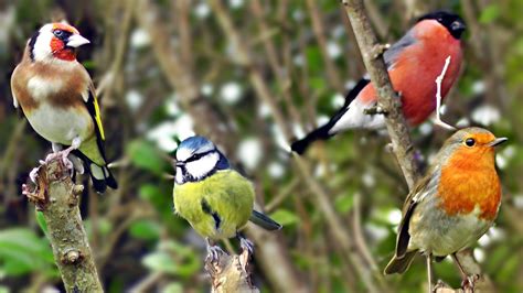 Lessons We Can Learn from Birds - Al Jumuah Magazine