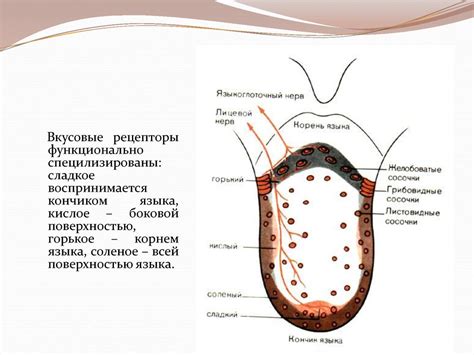 Орган вкуса - презентация онлайн