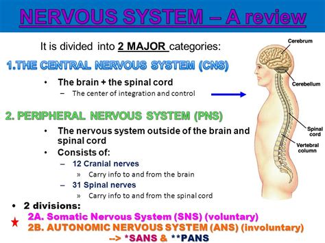 Central Nervous System And Peripheral Nervous System Differences