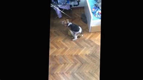 Собачка) - YouTube
