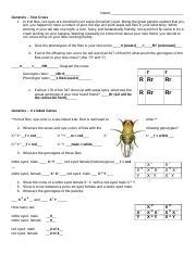 Morgan Fruit Fly Experiment Practice Pdf Name Practice Problems Sex Linked Genes In Fruit