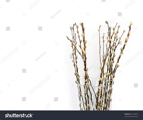 Pussy Willows Branches Ina Glass Vase Stock Photo Shutterstock