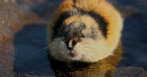 Falling Lemming Populations