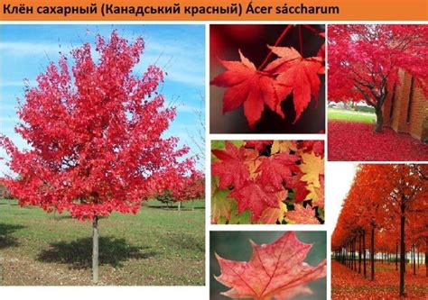 Клен канадский. Фото листьев, дерева, где купить саженцы, описание ...