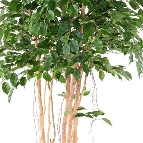 Ficus Artificiel Exotica Mt Cm