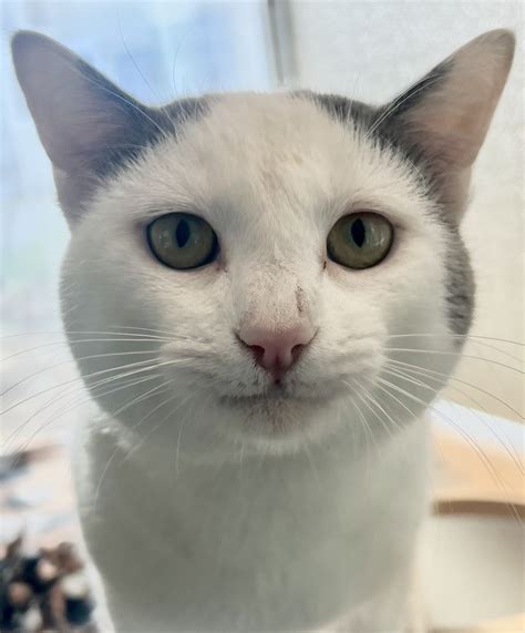 Wiley – Rancho Coastal Humane Society