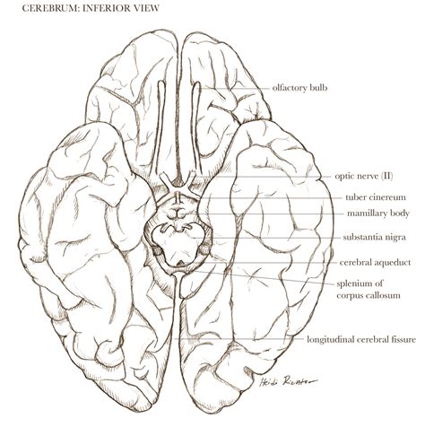 Brain base anatomy by NovahNaigahfah on DeviantArt