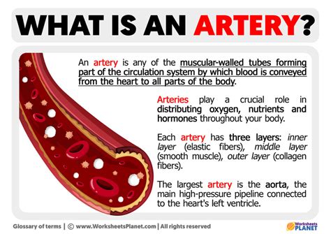 artery
